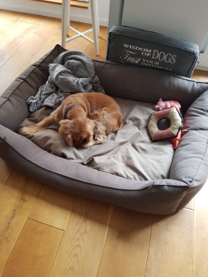 Eroberung des großen Körbchens