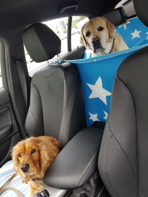 Frauchen unser Auto ist eindeutig zu klein für den Riesen