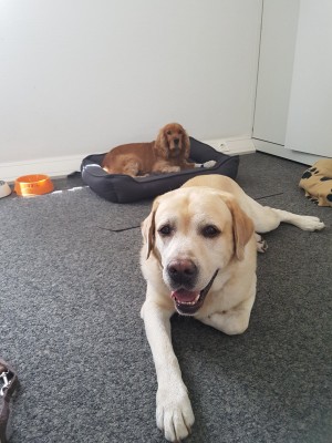 Mein großer Beschützer