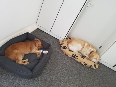 Alles schläft nur Frauchen arbeitet