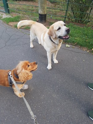 Hallo hier, her mit den Leckerchen