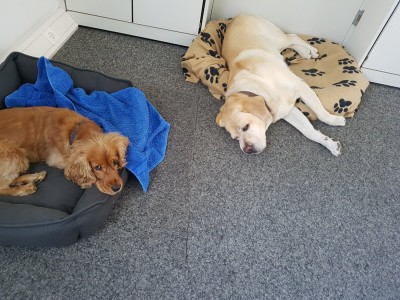 Frauchen der nervt. Der schnarcht die ganze Zeit