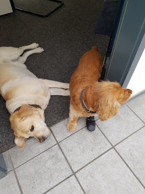 Shermi der Weg ist frei, komm lass uns abhauen. Ach ne ich liege gerade so gut.