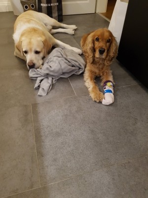 Wir hätten gern ein Leckerli. Wir sind auch ganz brav