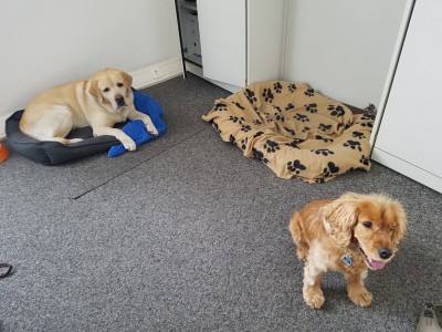 Hey Frauchen, der liegt einfach in meinem Körbchen