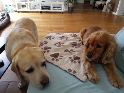 Hey sabbre nicht auf meine Decke