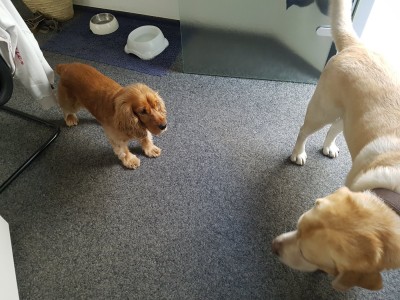 Shermi komm spielen. Ne sonst flippst du wieder aus.