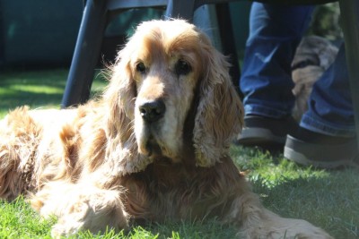 WhatsApp Image 2020-04-18 at 15.30.42.jpeg