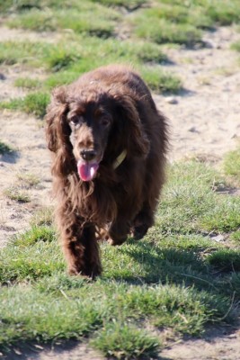 Am Hundestrand Norddeich.jpg