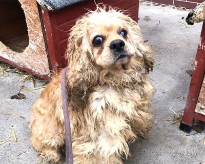 hermine.jpg