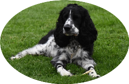 Poldi oval ganz2.png