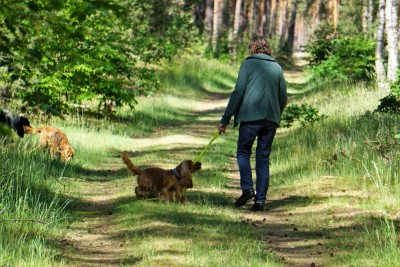 lass los ... ich pass schon auf Bentley auf