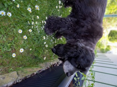 20220518_155208.jpg (466.44 KiB) 24117 mal betrachtet Lucky 17.04.2006 - 02.07.2022