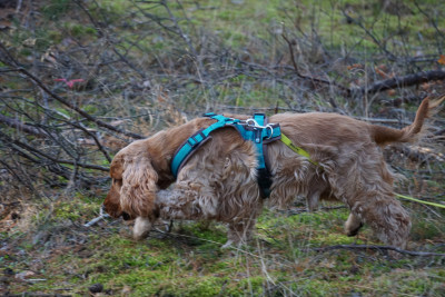 endlich wieder Waldluft