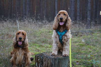 Kalle wollte unbedingt mit auf's Bild