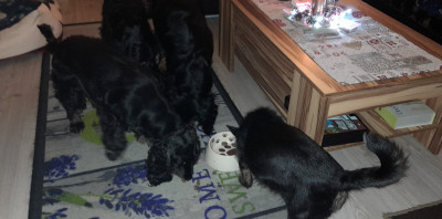 viele Hundekumpels