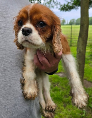 daisy4.jpg